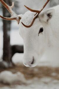 Världens räddaste ren