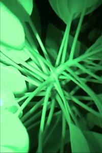 Relato del sueño de una hormiga peronista a sus compañeras