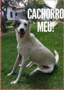 Cachorro Meu!