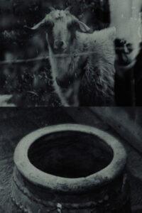 Though The Flock Shall Be Cut Off From The Fold