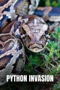 Python Invasion