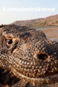 Une vie de dragon
