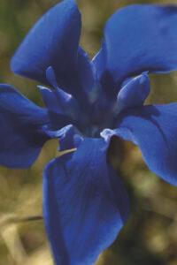 Gentian Sprite