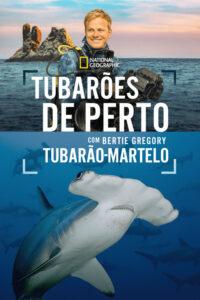 Tubarões de Perto com Bertie Gregory: Tubarão-martelo