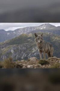 Durmiendo con lobos